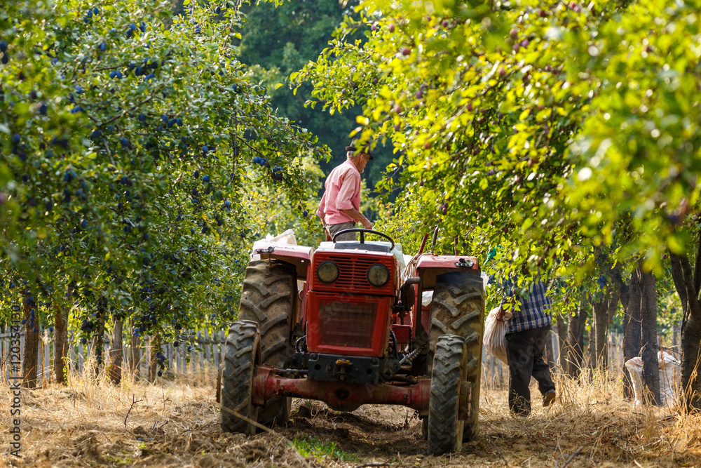 Obraz premium Old farmer with tractor harvesting plums