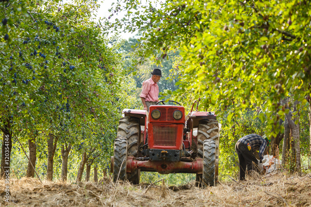 Fototapeta premium Old farmer with tractor harvesting plums