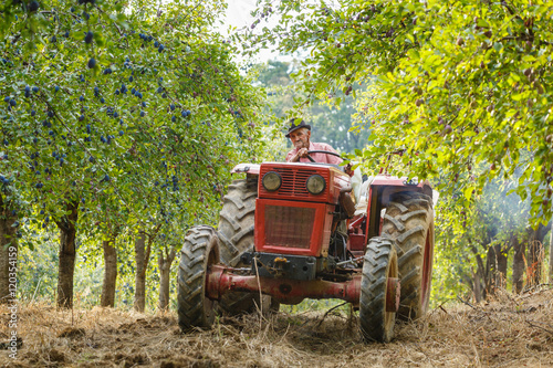 Old farmer with tractor harvesting plums