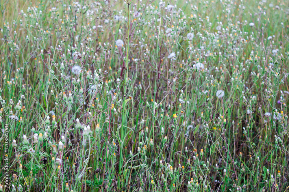 Wild flowers field and green plant background Wild flowers field and green plant background