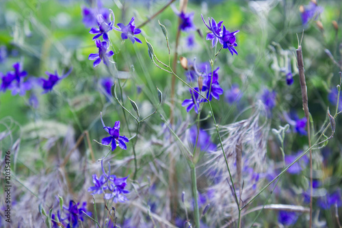 blue wild flowers on green plant background 