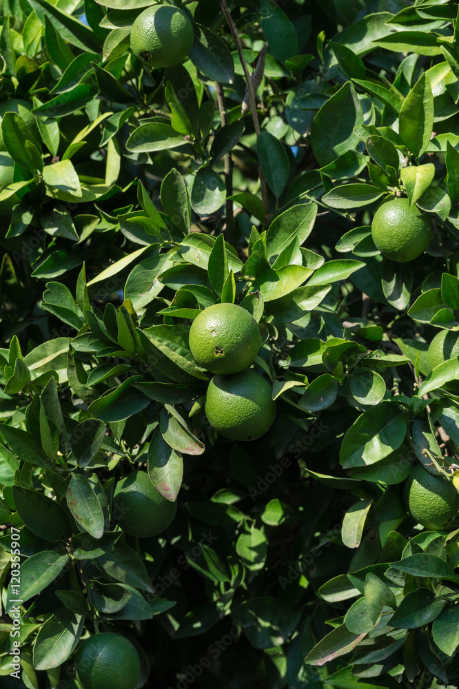 Orangenplantage in Alanya 