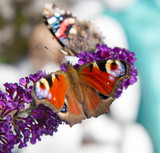 The European Peacock and the Red Admiral butterflies on buddleja davidii (summer lilac) flowers