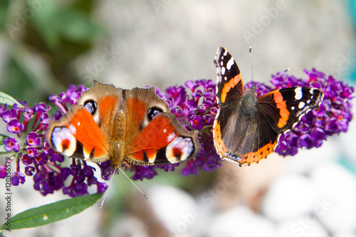 The European Peacock and the Red Admiral butterflies on buddleja davidii (summer lilac) flowers photo
