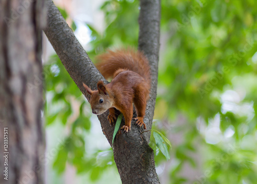 Red squirrel sitting on a tree. Nature © DmyTo