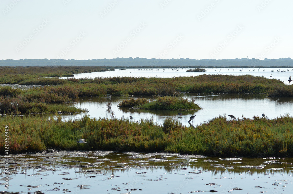  paisaje, naturaleza, rio, doñana, bosque, vegetacion, fauna, flora, animales, flamencos, aves, marismas, humedales, salinas, plantas, parque,  