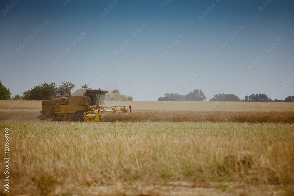 Fototapeta premium Combine harvesting the rape field