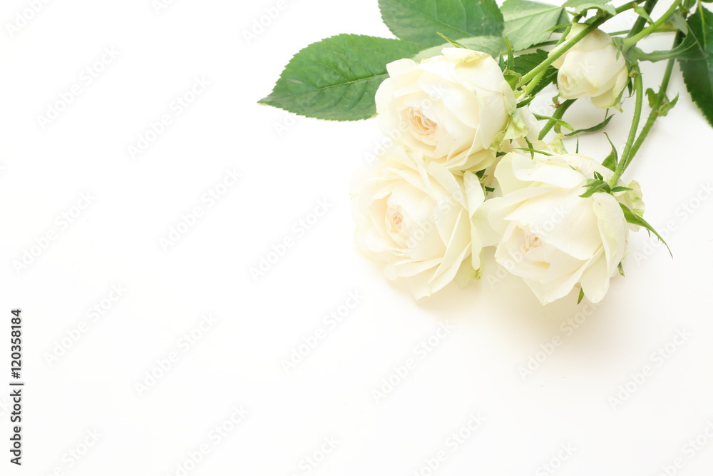 薔薇 薔薇