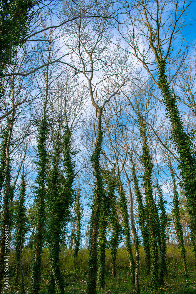 Fototapeta premium tree covered with ivy