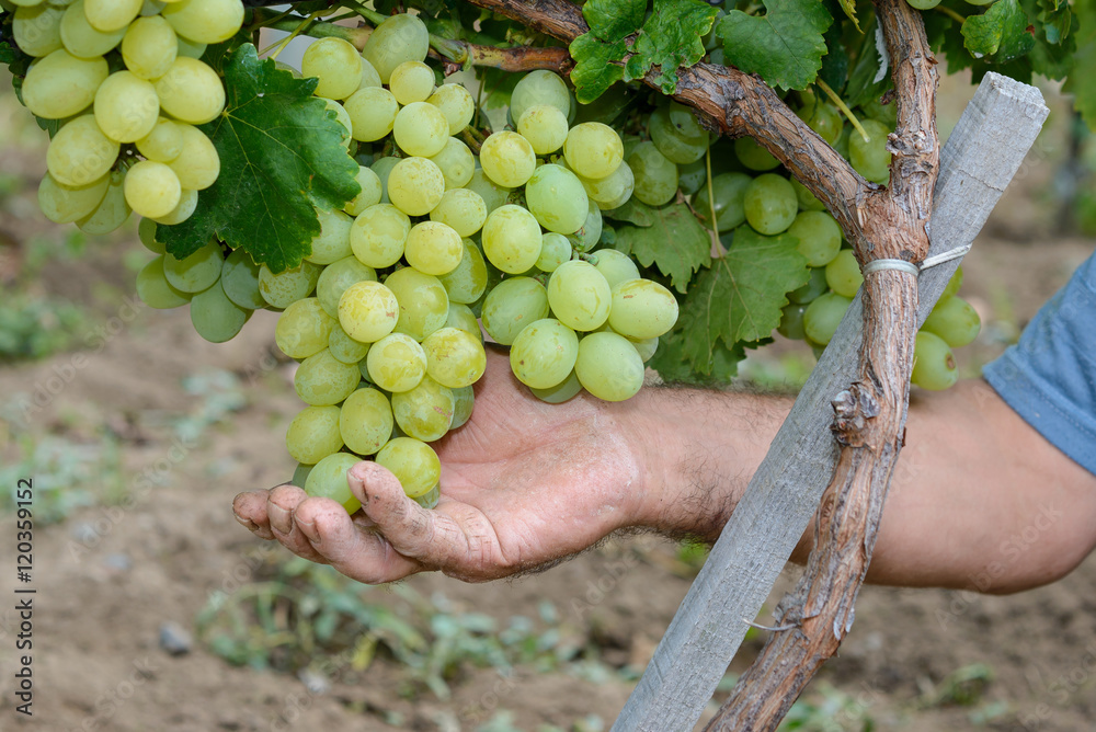 Obraz premium Üzüm hasadı