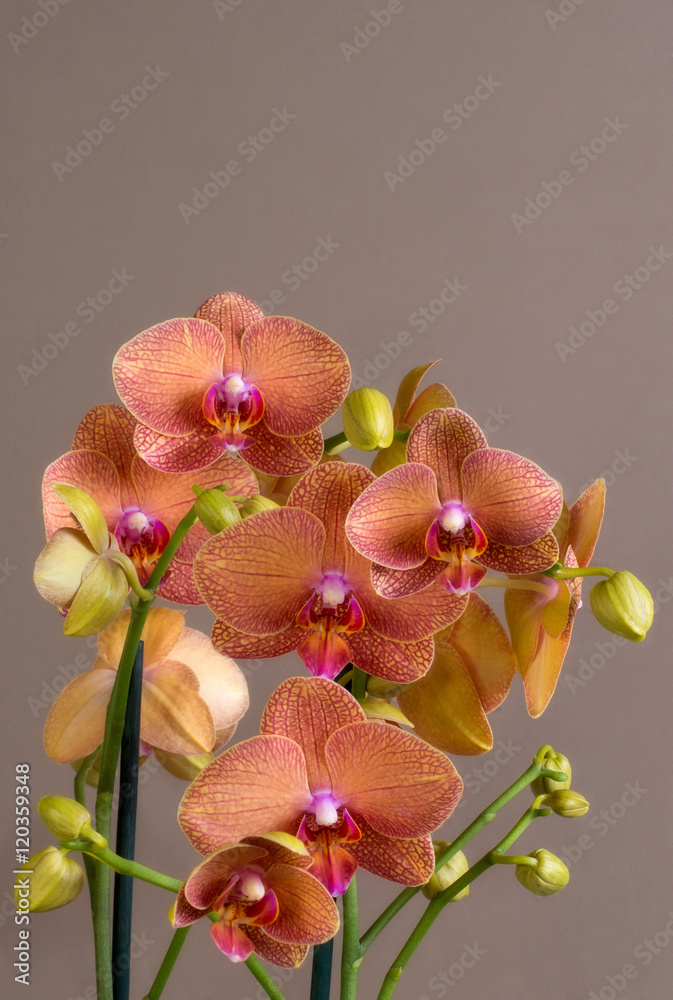 Naklejka premium orquidea brown background with space for text