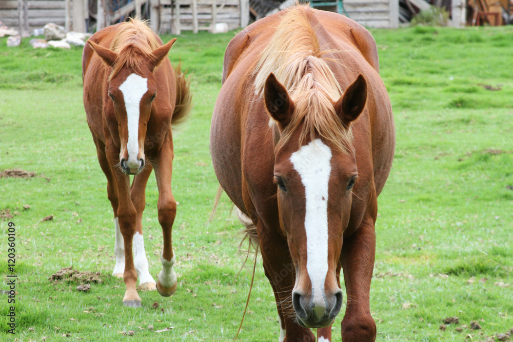 Fototapeta premium Chestnut Horse and Colt Walk Toward Camera