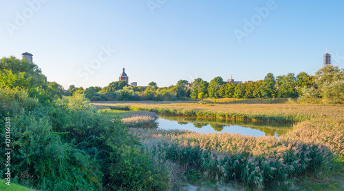 Shore of a lake in summer