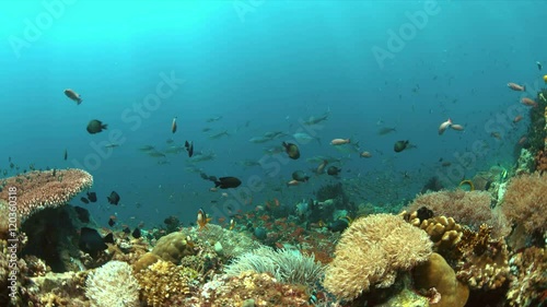 Wallpaper Mural Colorful coral reef with plenty fish. 4k footage Torontodigital.ca