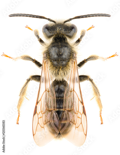 Mining bee Andrena isolated on white background, dorsal view.