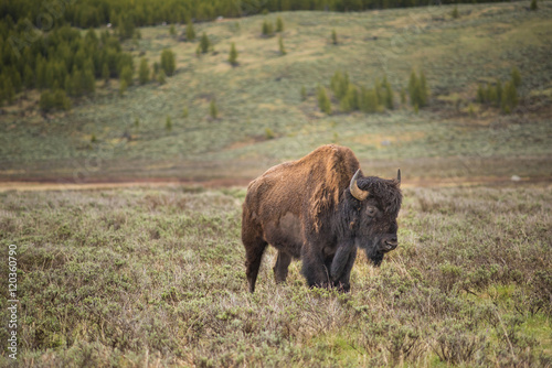 One sad bison looking down in prairie in Yellowstone National Park