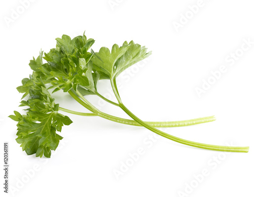 fresh parsley herb  leaves isolated on white background cutout