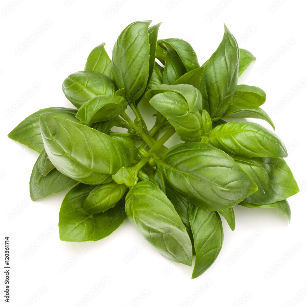 Sweet basil herb leaves bunch isolated on white background Sweet basil herb leaves bunch isolated on white background