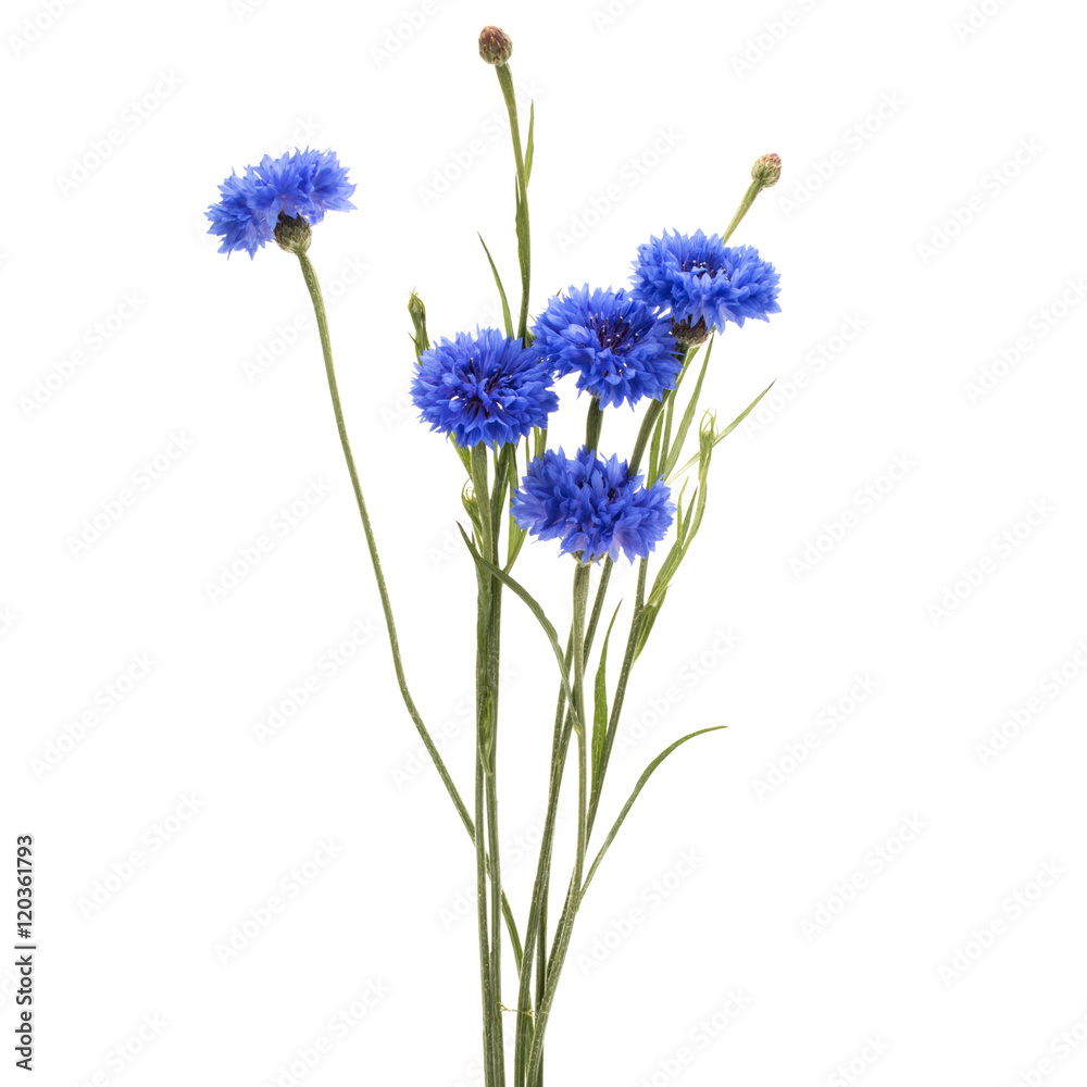 Fototapeta premium Blue Cornflower Herb or bachelor button flower bouquet isolated