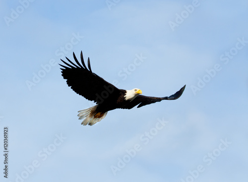 Bald Eagle in Flight with Blue Sky background. Alaska