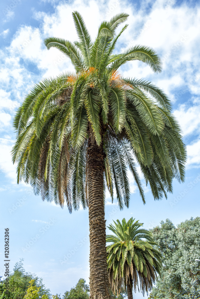 Palms in botanical garden in Batumi