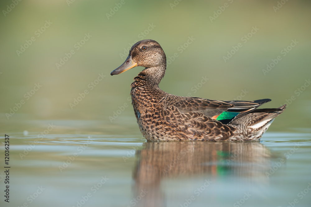 Fototapeta premium Eurasian teal (Anas crecca)
