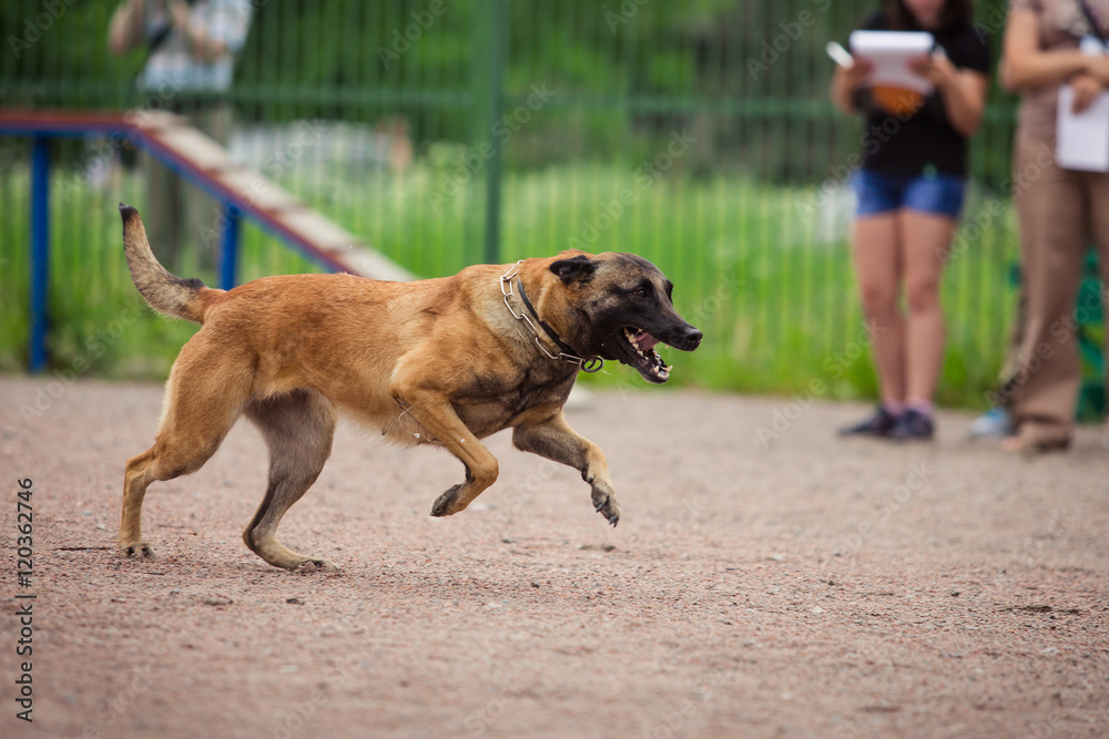 dog competition, police dog training, dogs sport dog competition, police dog training, dogs sport
