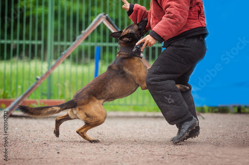 dog competition, police dog training, dogs sport