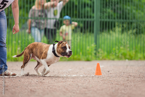 Fototapeta Naklejka Na Ścianę i Meble -  dog competition, police dog training, dogs sport