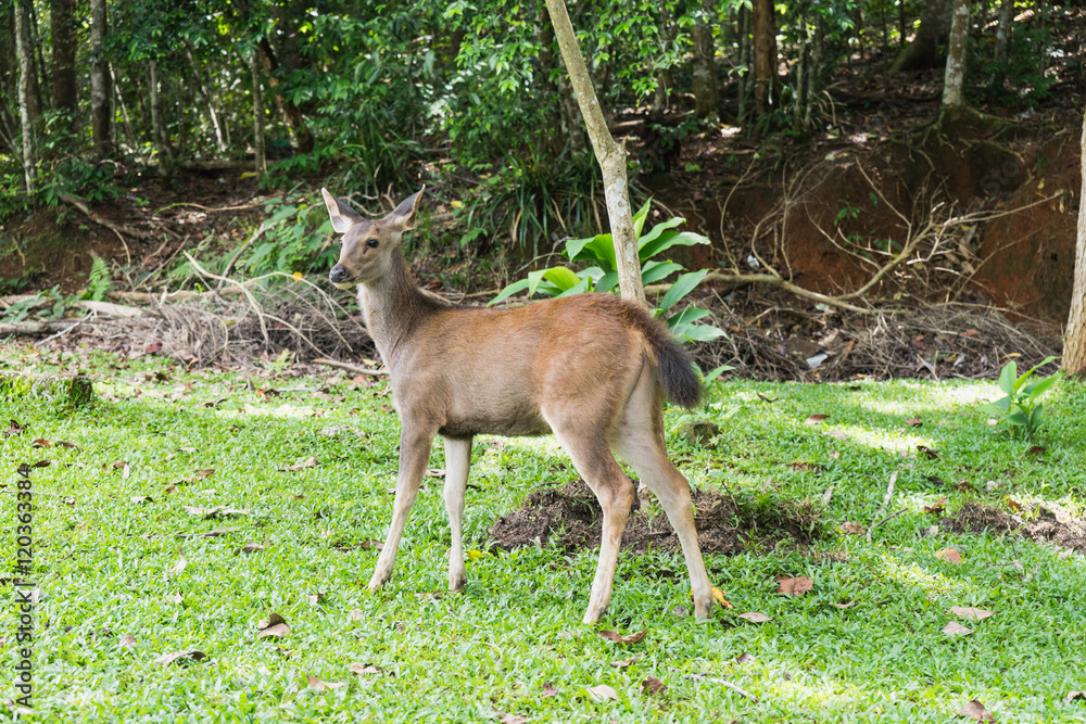 Deer in Jungle, Khao Yai National Park, Thailand. Deer in Jungle, Khao Yai National Park, Thailand.