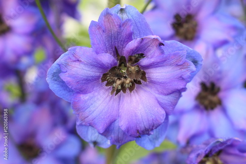 Blue mid-century hybrid  Delphinium Moody Blues  flower  or Larkspur  Spurrier  in St. Gallen  Switzerland.