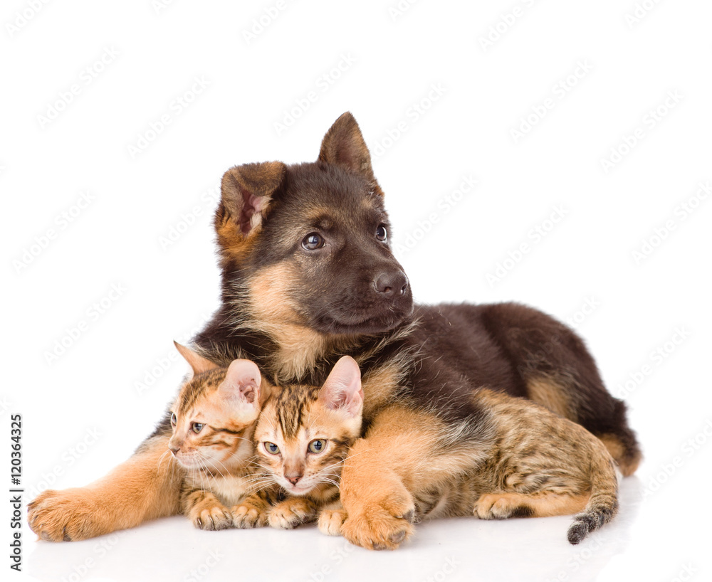 puppy dog embracing little kittens. isolated on white background