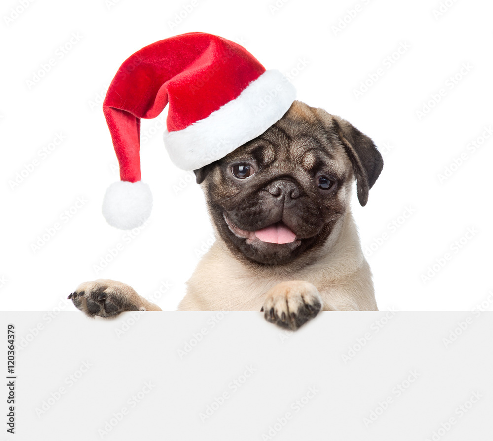 Pug puppy with red christmas hat looking at camera from behind empty board. isolated on white