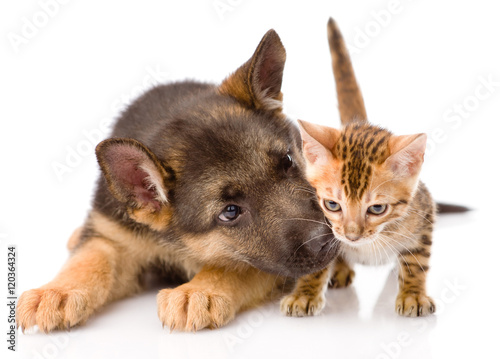 German shepherd puppy dog sniffs small bengal cat. isolated on white © Ermolaev Alexandr