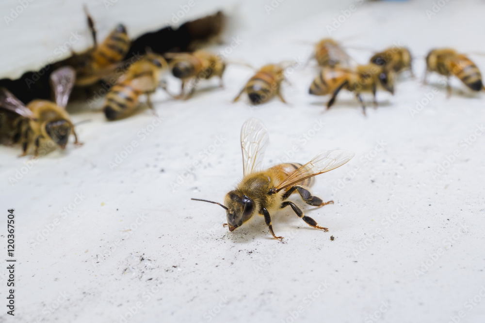 The bees at front hive entrance, honeycomb in a wooden frame The bees at front hive entrance, honeycomb in a wooden frame