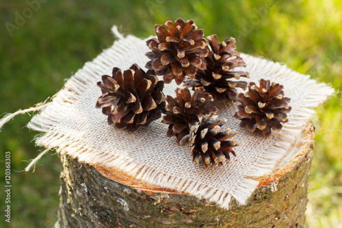 Pine cones on wooden stump in garden on sunny day