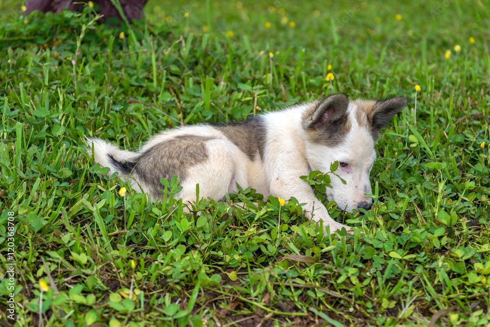 Cute white puppy on the lawn. Cute white puppy on the lawn.