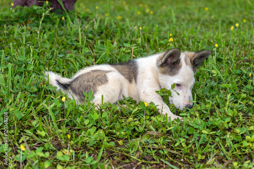 Cute white puppy on the lawn.