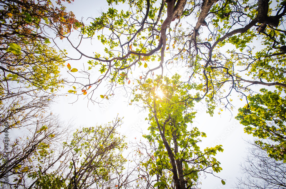 Obraz premium Low angle of sunlight through the trees come down in the daytime.