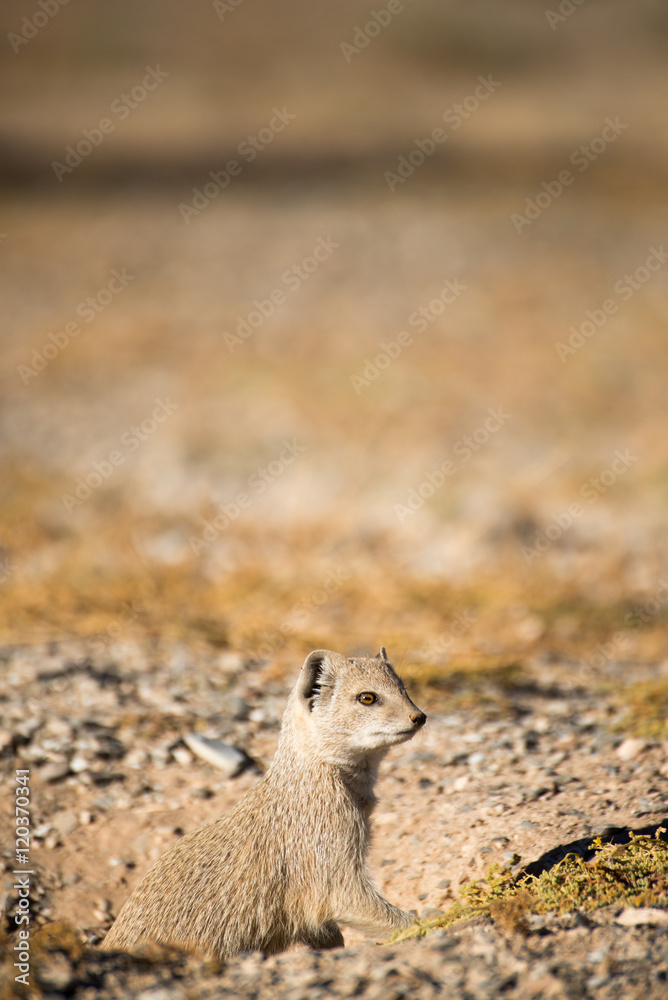 Yellow mongoose on the lookout for danger Yellow mongoose on the lookout for danger