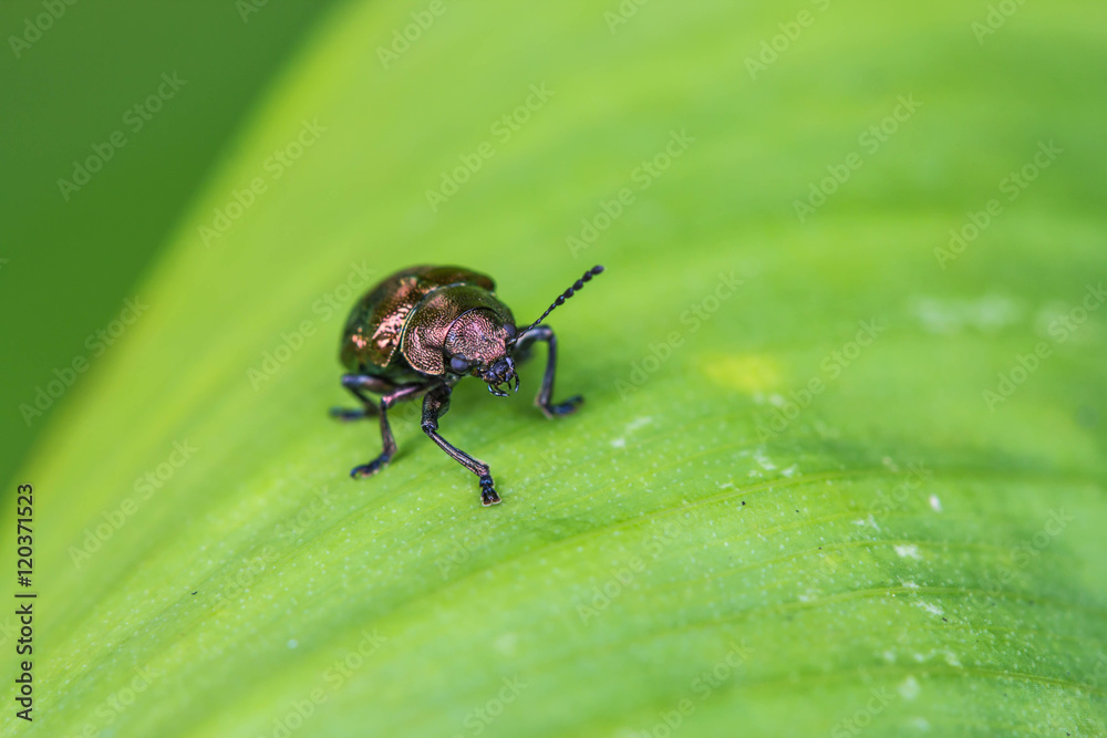 Naklejka premium małe owady na zbliżeniu liści