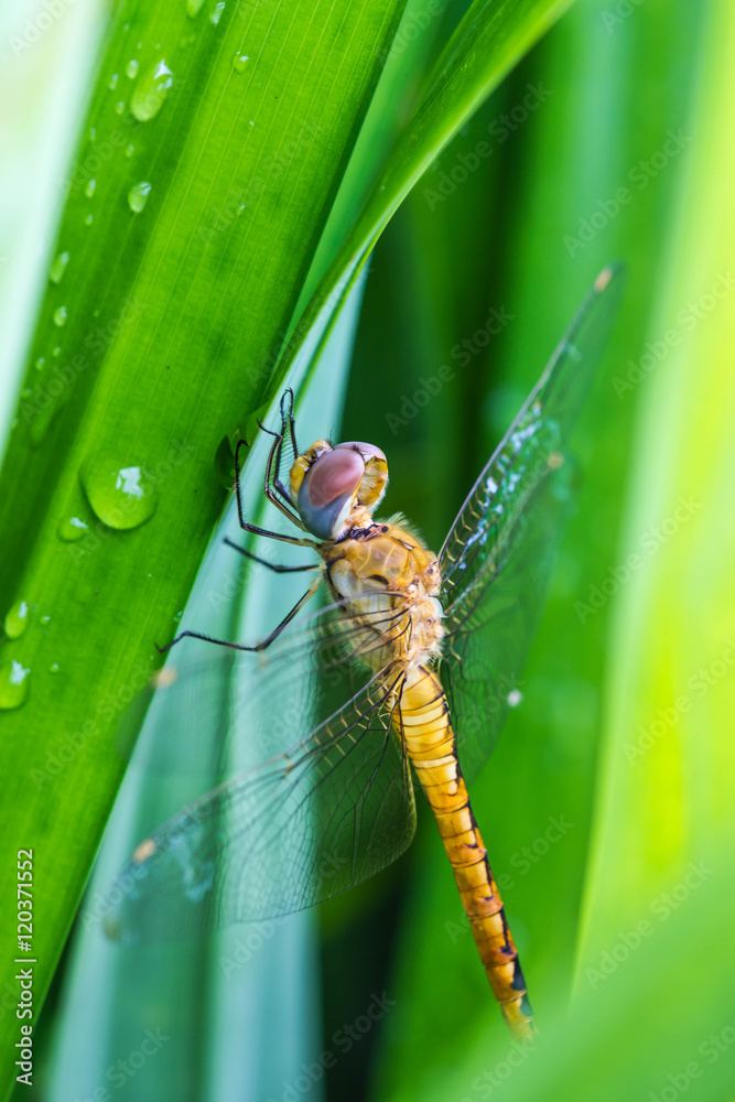 Resting orange dragonfly Resting orange dragonfly