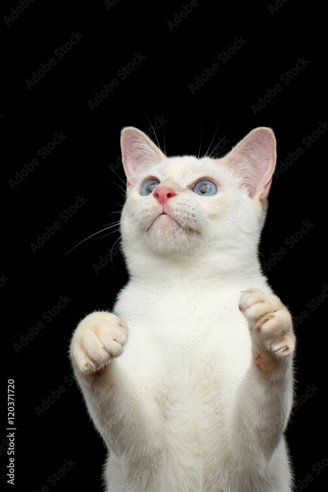 Close-up Portrait of Playful Mekong Bobtail Cat with Blue eyes, Standing and Raising up paws, want to Catch, Isolated Black Background, Color-point White Fur