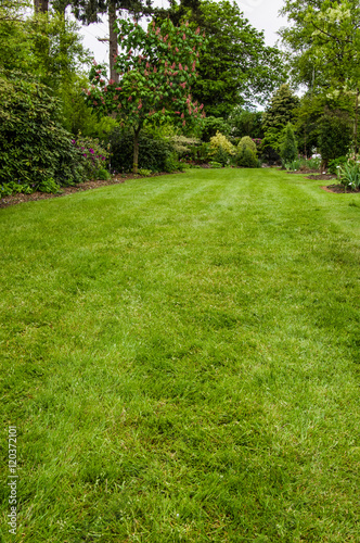 Green lawn in a garden