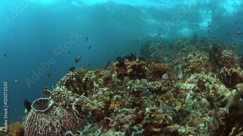 Wallpaper Mural Colorful coral reef with plenty fish. 4k footage Torontodigital.ca