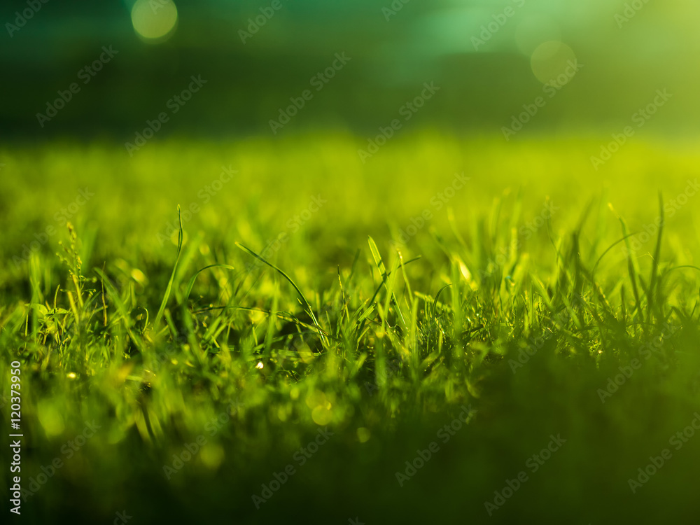 Fototapeta premium Green grass background. Selective focus with shallow depth of field.