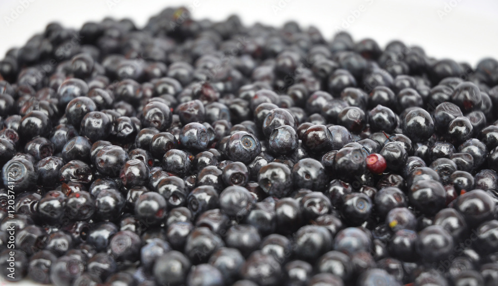 Close up view on organic blueberry Close up view on organic blueberry