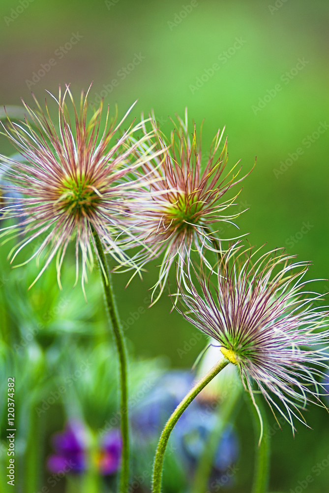 flowers dream of grass