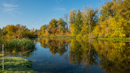 forest and the river