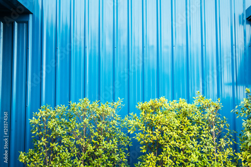 Blue color corrugated metal sheet and little tree
